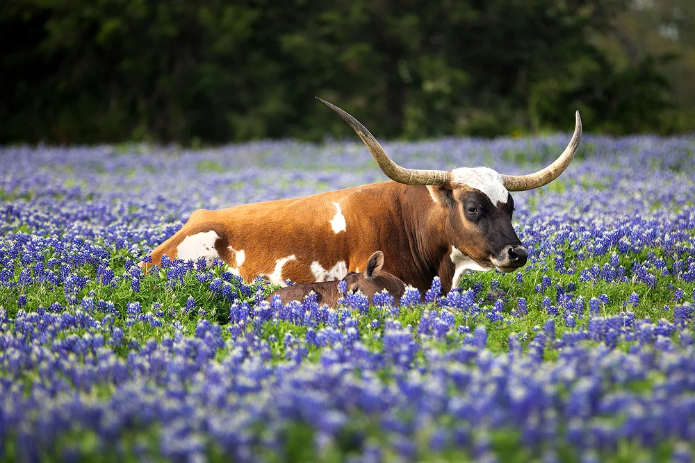 Central Texas Property Management